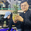 【72小时左右发货】海南自然熟金钻凤梨 4.5-5斤装 商品缩略图1