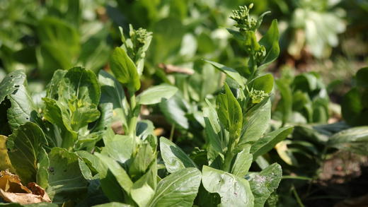 青菜心/老品种青菜心（400g）因季节原因，不用化肥的叶菜会略带苦味哦！ 商品图8