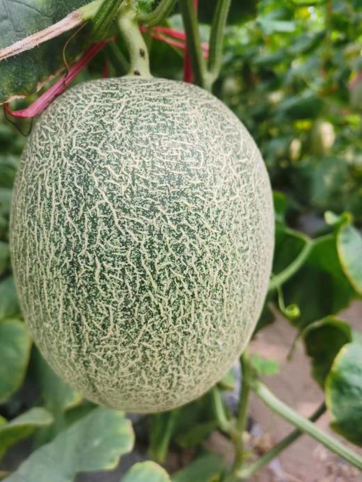 海南高甜哈密瓜！【海沙蜜瓜】肉厚细质 香甜清脆 皮薄肉厚 汁水丰富 一口爽脆 层次丰富 商品图3