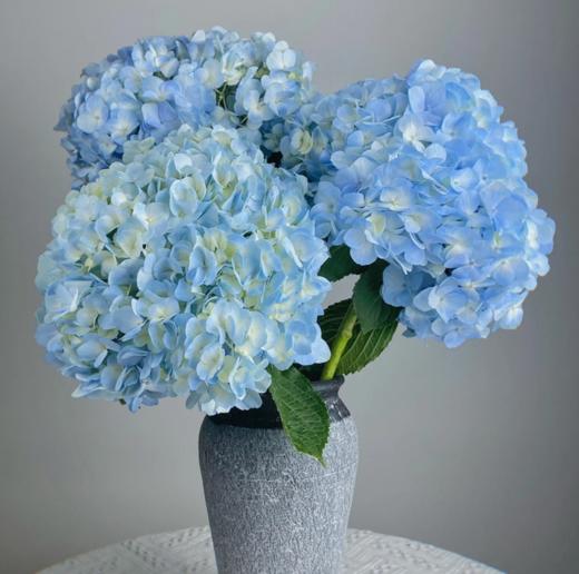 新鲜鲜花 绣球鲜切花 1枝 粉色/蓝色 商品图2