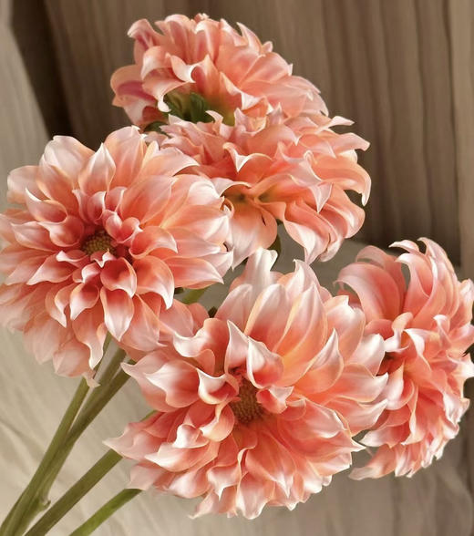 【新花派】大丽花-奶油桃子 约5枝/扎（爆款） 商品图3