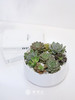 JT白盆多肉盆栽 商品缩略图0