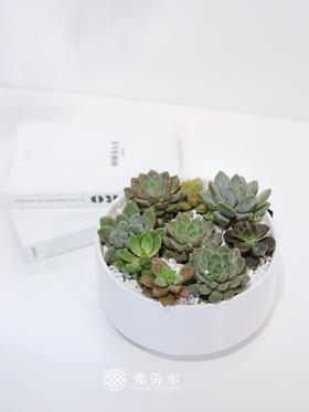 JT白盆多肉盆栽