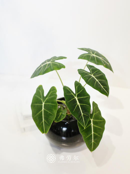 天鹅绒 商品图0