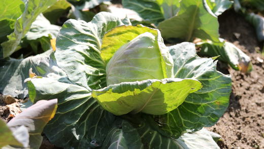 卷心菜（400g以上） 商品图7