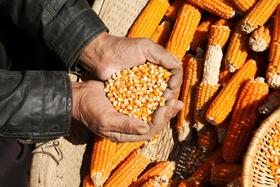  中国本土老种子到底怎么了？为什么一粒黄金一粒种？ 