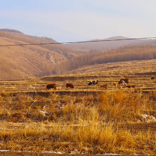 【3份包邮】高原放养小公牛  牛腩肉  肉质鲜嫩    不注水  1斤 商品图4