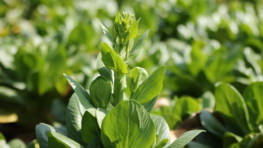 青菜心/老品种青菜心（400g）因季节原因，不用化肥的叶菜会略带苦味哦！ 商品图11