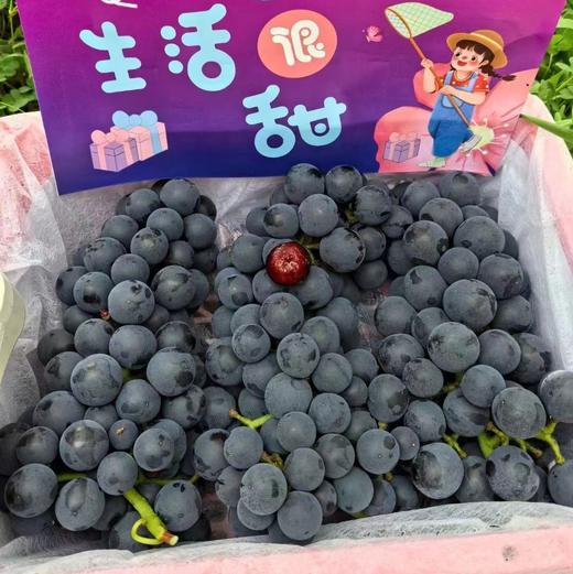 【满150元全疆包邮】蓝莓葡萄（1.8kg总重） 商品图0