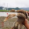 闹妈优选】海岛滩涂原生态放养海鸭子麻鸭 2年头 江浙沪包邮 商品缩略图0