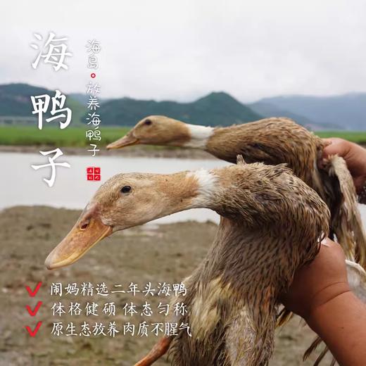 闹妈优选】海岛滩涂原生态放养海鸭子麻鸭 2年头 江浙沪包邮 商品图0