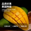 【9斤更值！新鲜越南大青芒】入口脆甜鲜爽，肉质细腻脆嫩，果香浓郁，甜润爆汁，新鲜青皮芒果水果整箱当季玉芒 商品缩略图1