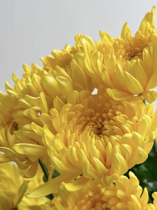 国产花材-【菊花】广州本地 商品图1