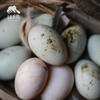 生态鸭蛋（湖北） | 合作生产*Eco-duck egg | Coproduction 商品缩略图3