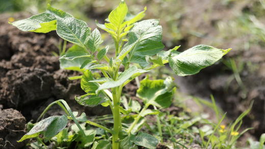 锄禾土豆（500g） 商品图3