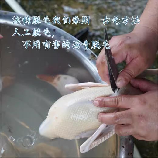 闹妈优选】海岛滩涂原生态放养海鸭子麻鸭 2年头 江浙沪包邮 商品图3