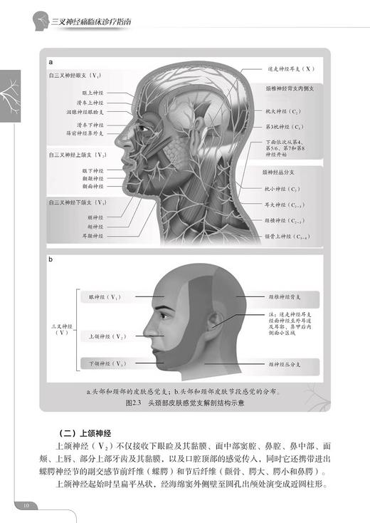 三叉神经痛临床诊疗指南 赛义德 彭胜 马逸 袁越 译 三叉神经疼痛病症流行病学解剖诊断治疗方法 科学技术文献出版社9787523511275 商品图4