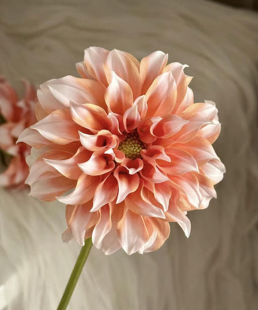 【新花派】大丽花-奶油桃子 约5枝/扎（爆款） 商品图2