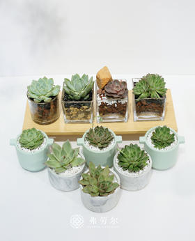 多肉盆栽（随机款式）