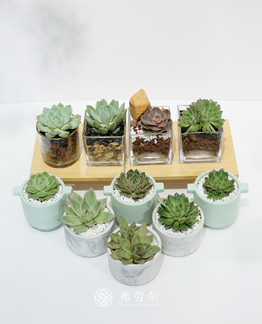 多肉盆栽（随机款式） 商品图0