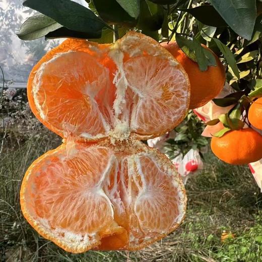 【四川好物】明日见柑橘 4.5斤/8斤装 商品图2