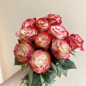 国产玫瑰-【苹果杰克】