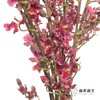 兰花 | 跳舞兰红樱桃 商品缩略图1
