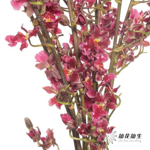 兰花 | 跳舞兰红樱桃 商品图1