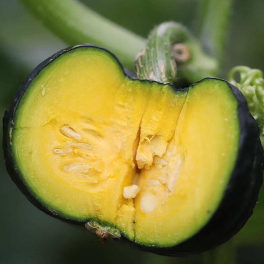 【预售】缅甸贝贝南瓜 香甜粉糯 4.5斤装  蒸煮佳品 宝宝辅食（发货时间较长，不能等待的慎拍） 商品图8