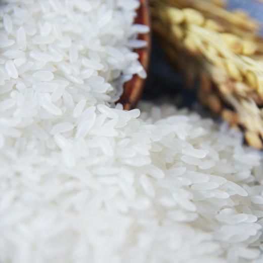 美禾庄园 臻五常大米5kg 原粮稻花香2号当季新米GB T19266 商品图2