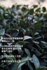 2026西湖明前龙井🍵核心yi级产区 高山明前龙井 头茬开采制作中！龙井43头茬 早送礼心意足 清甜香气 ！老茶树群体种头茬香郁 老茶客s选！花花品质生活团 商品缩略图2