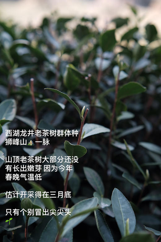 2026西湖明前龙井🍵核心yi级产区 高山明前龙井 头茬开采制作中！龙井43头茬 早送礼心意足 清甜香气 ！老茶树群体种头茬香郁 老茶客s选！花花品质生活团 商品图2