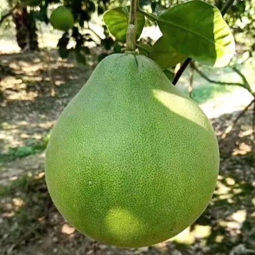 泰国进口青柚 商品图6