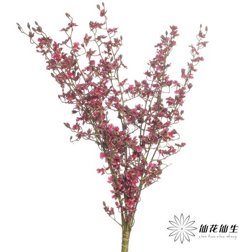 兰花 | 跳舞兰红樱桃 商品图4