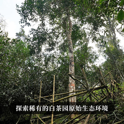 【古法白茶园】2019年头春头采古茶易武弯弓普洱茶生茶300克紫砂罐装拍5发6拍20发25 商品图2