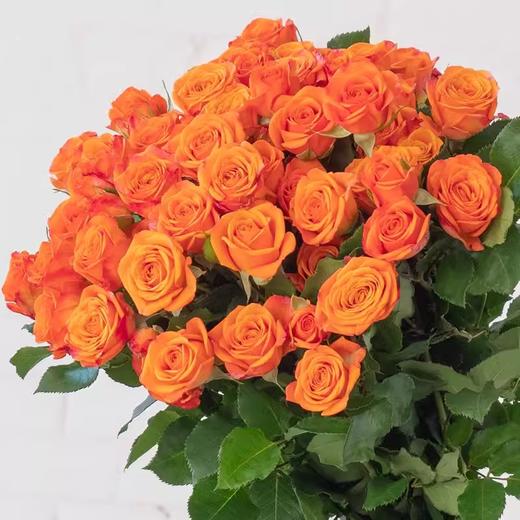 新鲜鲜花  橙色芭比多头玫瑰1束（10支左右）（可备注送货时间） 商品图1