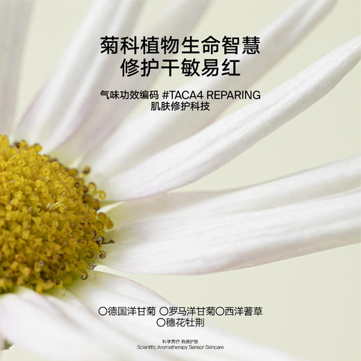 雏菊的天空-翡冷翠无水精华油 商品图2