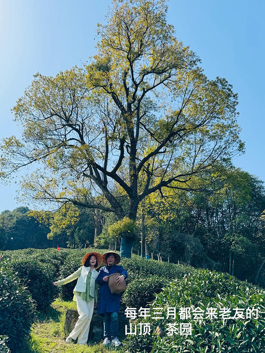 2026西湖明前龙井🍵核心yi级产区 高山明前龙井 头茬开采制作中！龙井43头茬 早送礼心意足 清甜香气 ！老茶树群体种头茬香郁 老茶客s选！花花品质生活团 商品图6