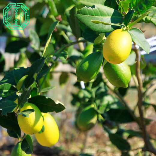 有机香水柠檬 红河香柠  800g/箱 商品图2