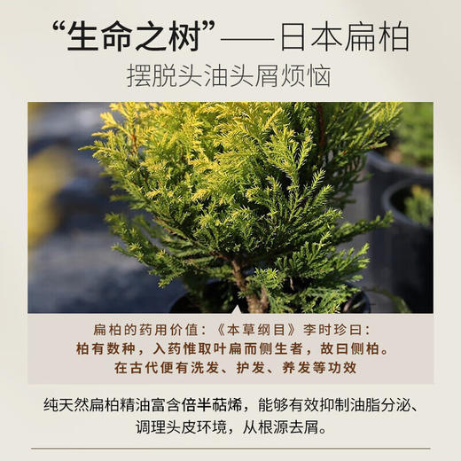 浅香  洗发水  扁柏氨基酸洗发水60g（中样） 商品图1