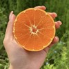 【四川好物】明日见柑橘 4.5斤/8斤装 商品缩略图0