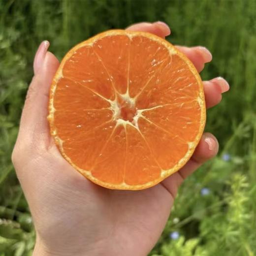 【四川好物】明日见柑橘 4.5斤/8斤装 商品图0