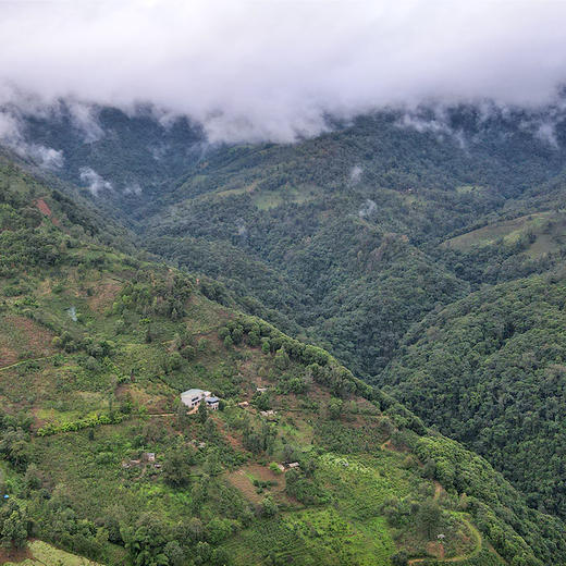 【古法白茶园】2019年头春头采古茶易武弯弓普洱茶生茶300克紫砂罐装拍5发6拍20发25 商品图1