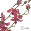 兰花 | 跳舞兰红樱桃 商品缩略图0