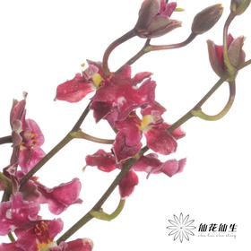 兰花 | 跳舞兰红樱桃