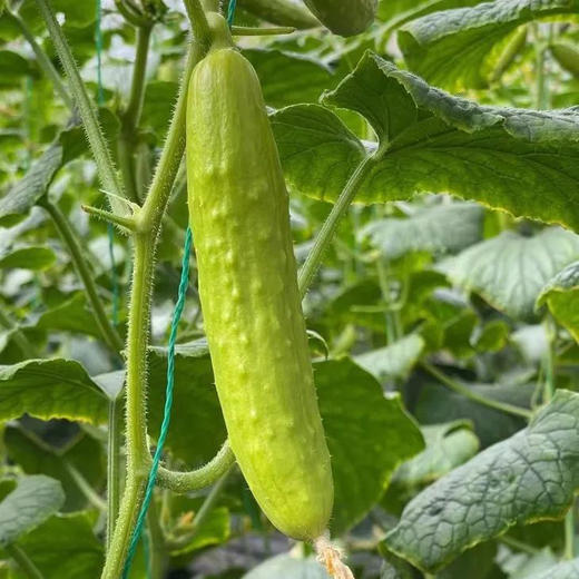 山东白玉水果黄瓜，现摘现发，超嫩、超脆、超解腻！ 商品图6