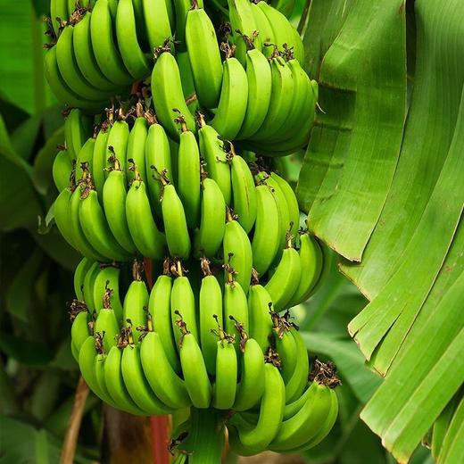 【云南好物】山地香蕉 3斤/5斤/9斤 商品图5