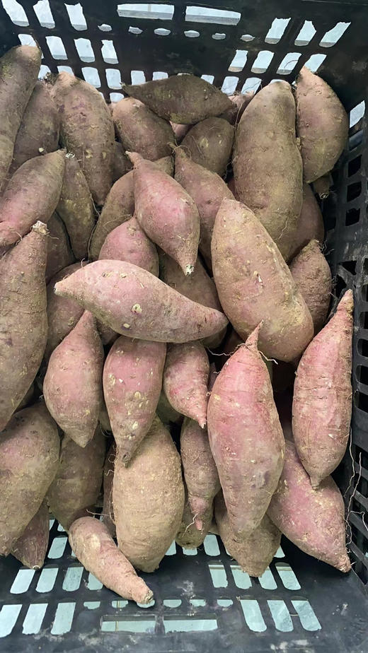 红遥蜜薯，口感绵软丝滑，无丝，入口即化，甜度高，红薯里的极品！5斤/袋 商品图2