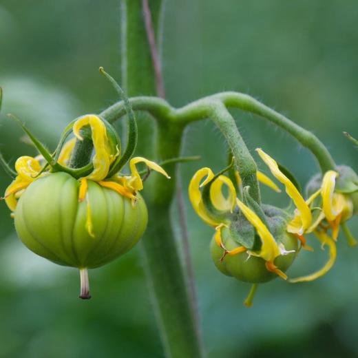 一口回到小时候 吮指洋柿子 西红柿 生吃太够味儿 顺丰包邮|百里食 商品图9