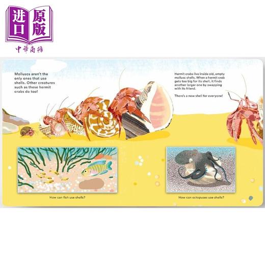 【中商原版】贝壳背后的秘密 Shells... and what they hide inside 英文原版 儿童纸板绘本 少儿科普知识纸板书翻翻书 2-5岁 商品图4